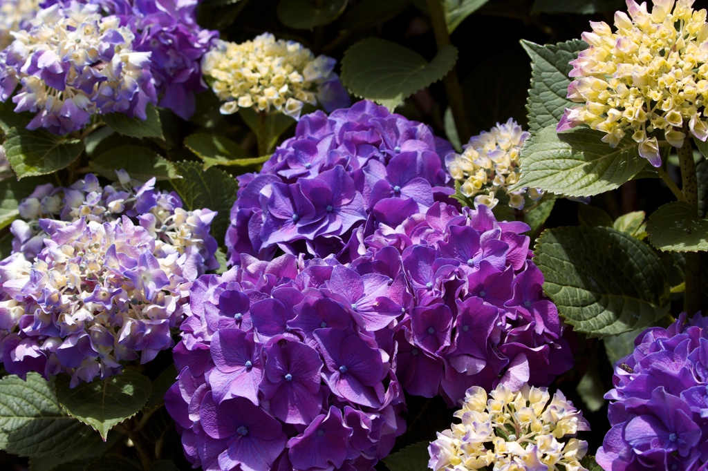 紫陽花
