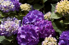 紫陽花