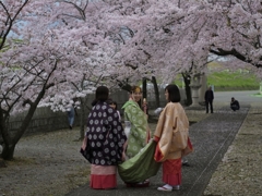 桜巫女