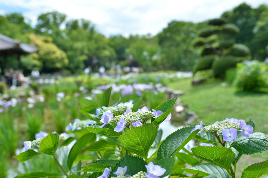 城北菖蒲園・・・２０　紫陽花