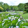 城北菖蒲園・・・２０　紫陽花