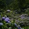 ７月の紫陽花、