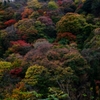 養老の紅葉