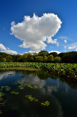 万博記念公園　日本庭園散策～③