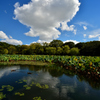 万博記念公園　日本庭園散策～③