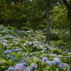 ７月の紫陽花