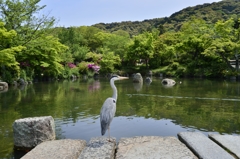 KYOTO SNAP