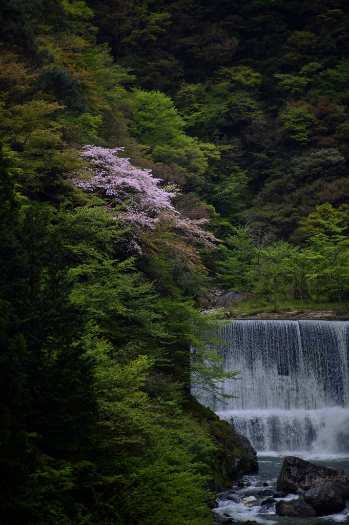 yama、sakura