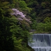 yama、sakura