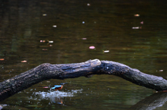 Kingfisher　5