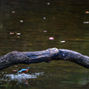 Kingfisher　5