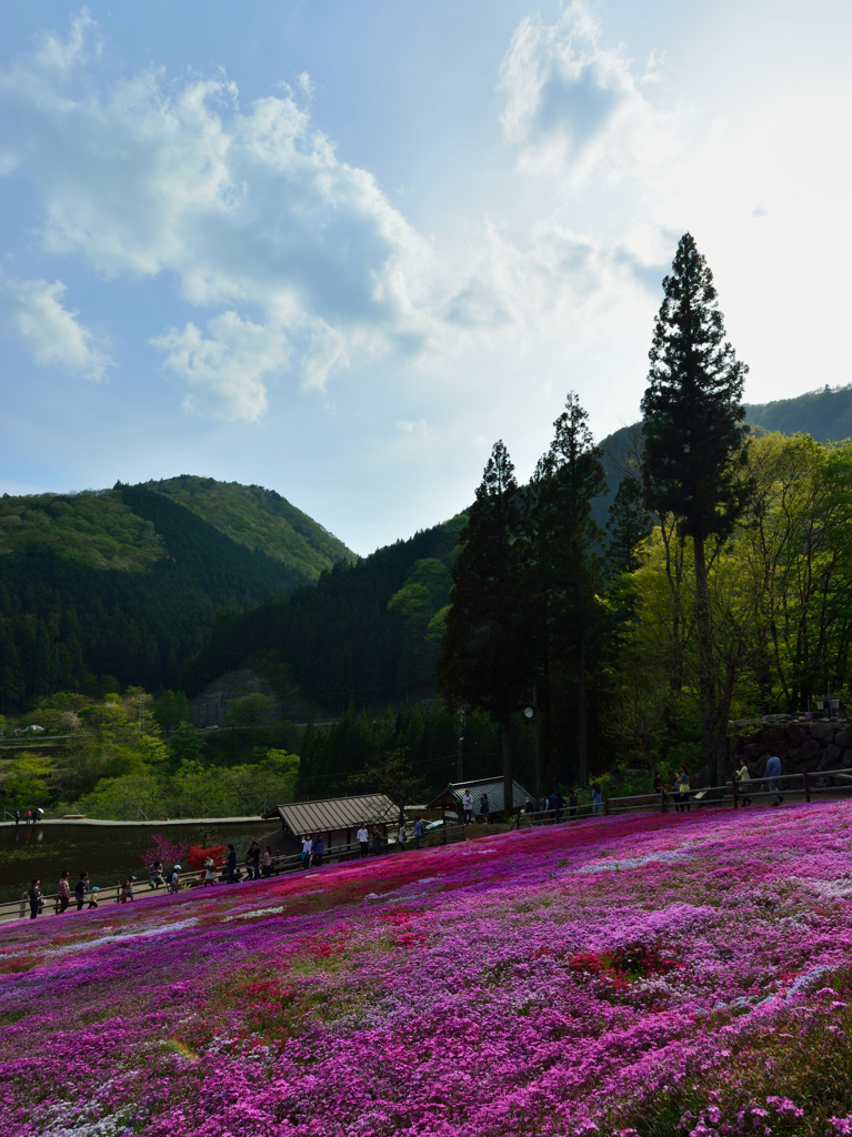 GW、芝桜2