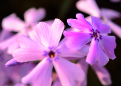 くにた家の芝桜