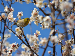 春のヒトトキ、、