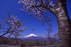 富士見桜