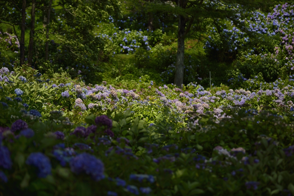 ７月の紫陽花