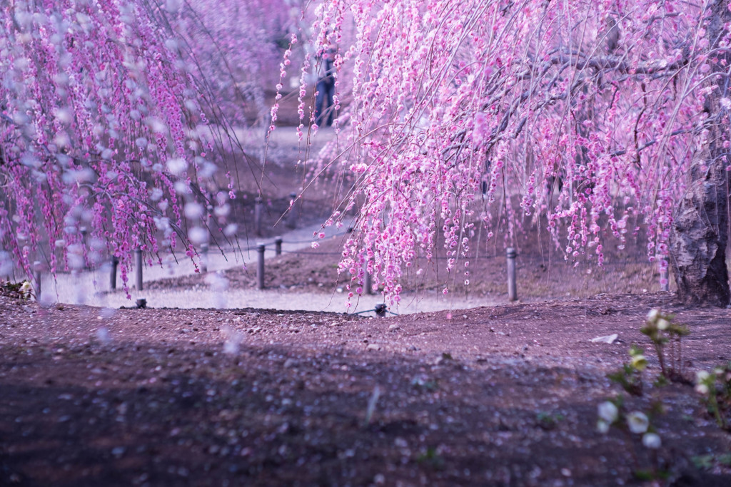 Spring Snap...