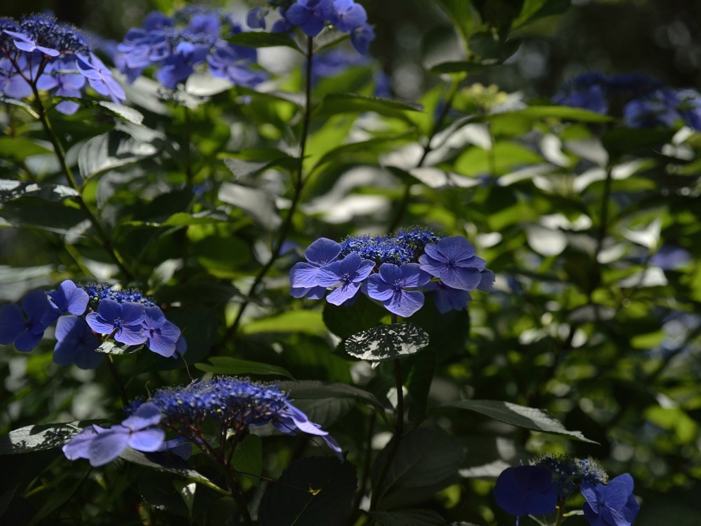 ７月の紫陽花
