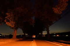 夜のメタセコイア並木