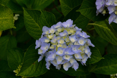 城北菖蒲園・・・１７　紫陽花