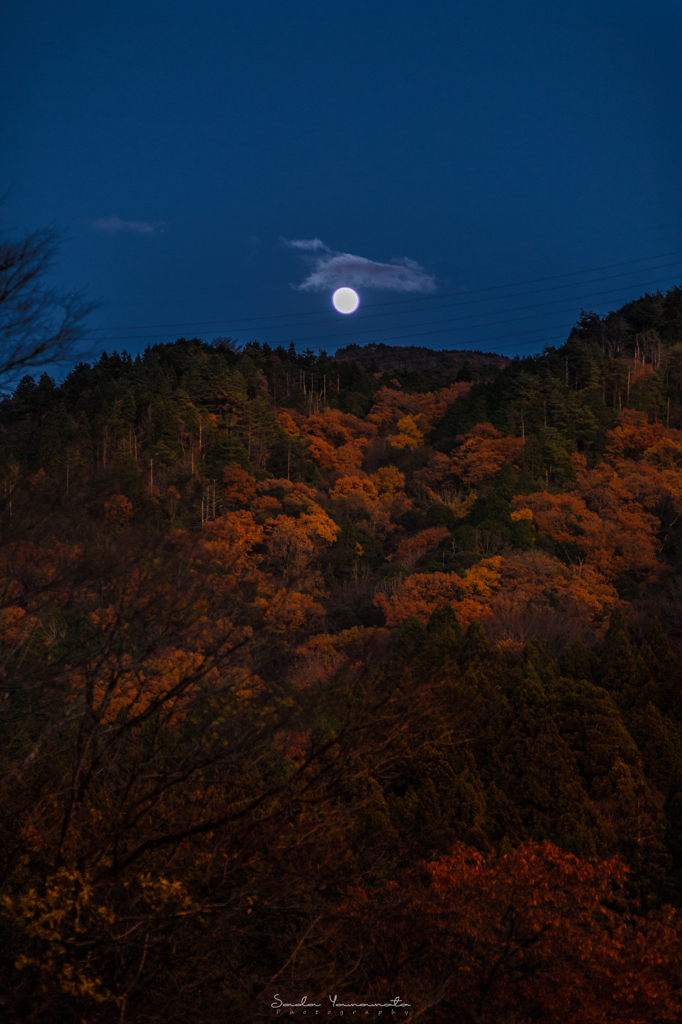 月明りの紅葉