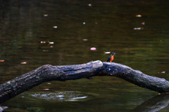 Kingfisher　6