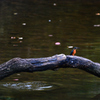 Kingfisher　6