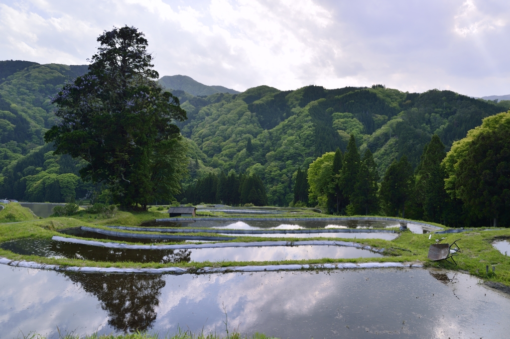 棚田