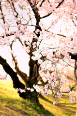 大野極楽寺公園　2013桜