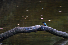 Kingfisher　1