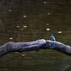 Kingfisher　1
