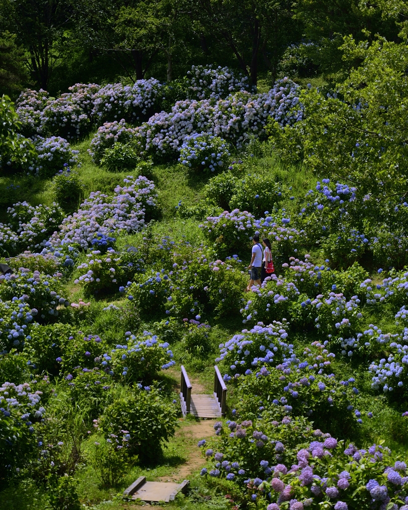 ７月の紫陽花、