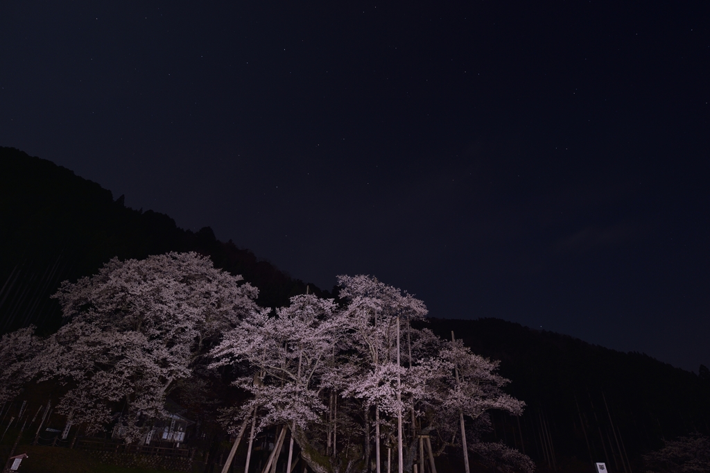夜空に浮かぶ桜色、