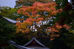 やさしい杜から、、