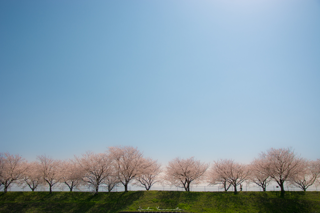 桜道