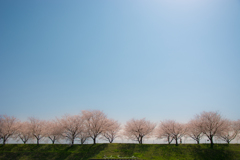 桜道