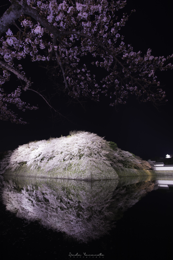 城下町のお花見。