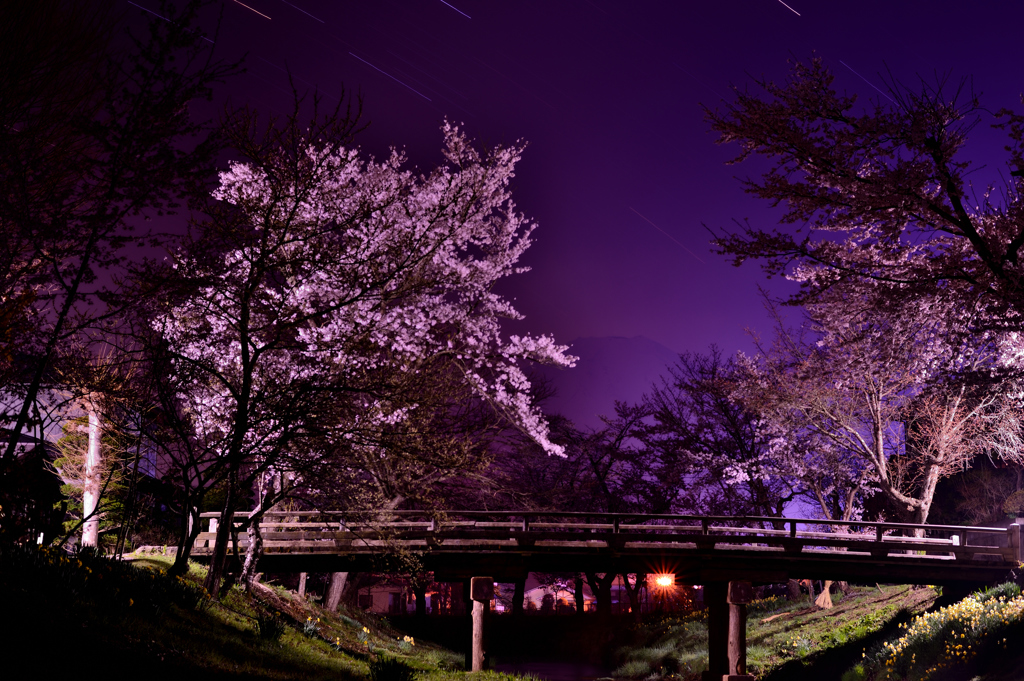 新名庄川、桜と富士