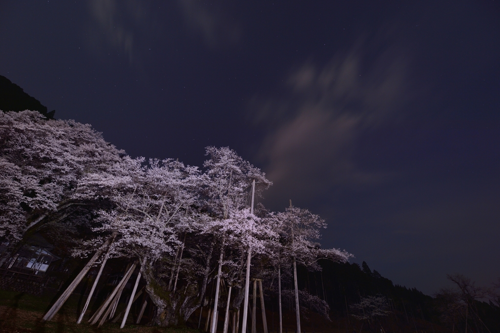 夜空に浮かぶ桜色、、、