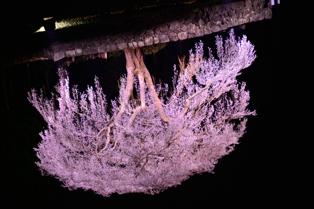 水の中の桜