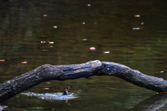 Kingfisher　4