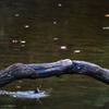 Kingfisher　4