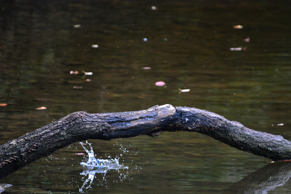 Kingfisher　3