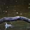 Kingfisher　3