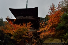 雨、紅葉