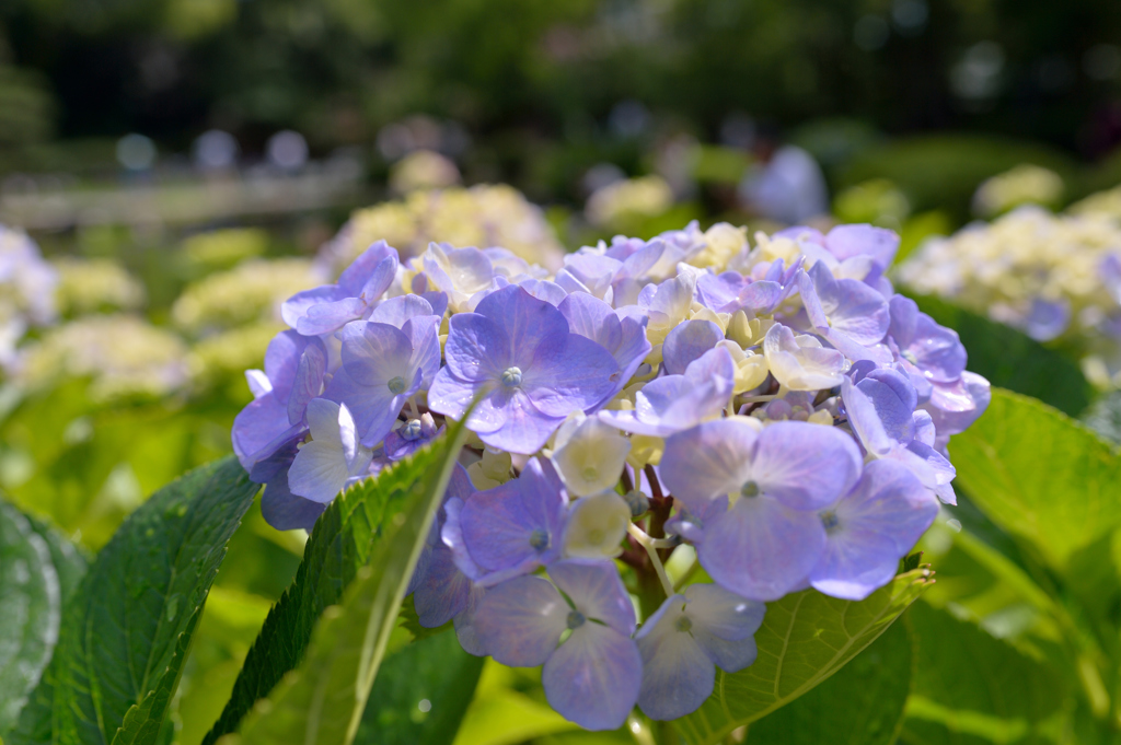 城北菖蒲園・・・１６　紫陽花