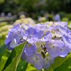 城北菖蒲園・・・１６　紫陽花