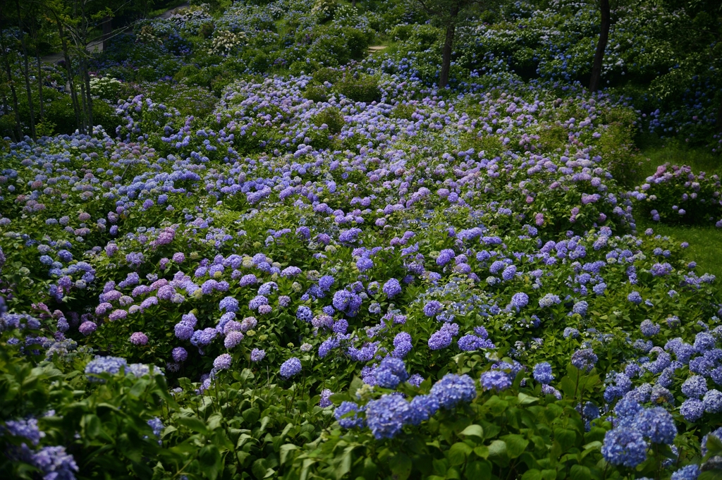 ７月の紫陽花