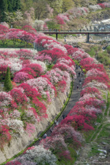 花桃の里