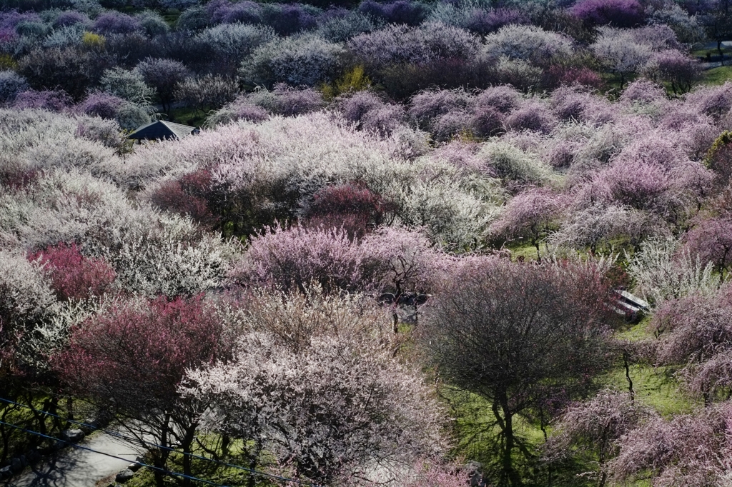 いなべの森